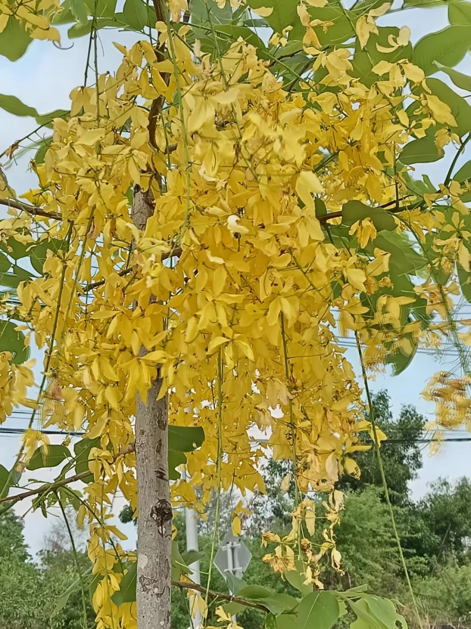 黄花香树上的包包图片