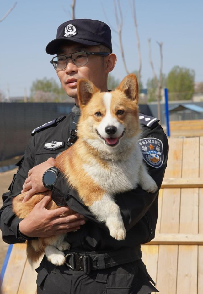 全国首只柯基警犬"福仔"训练照公开