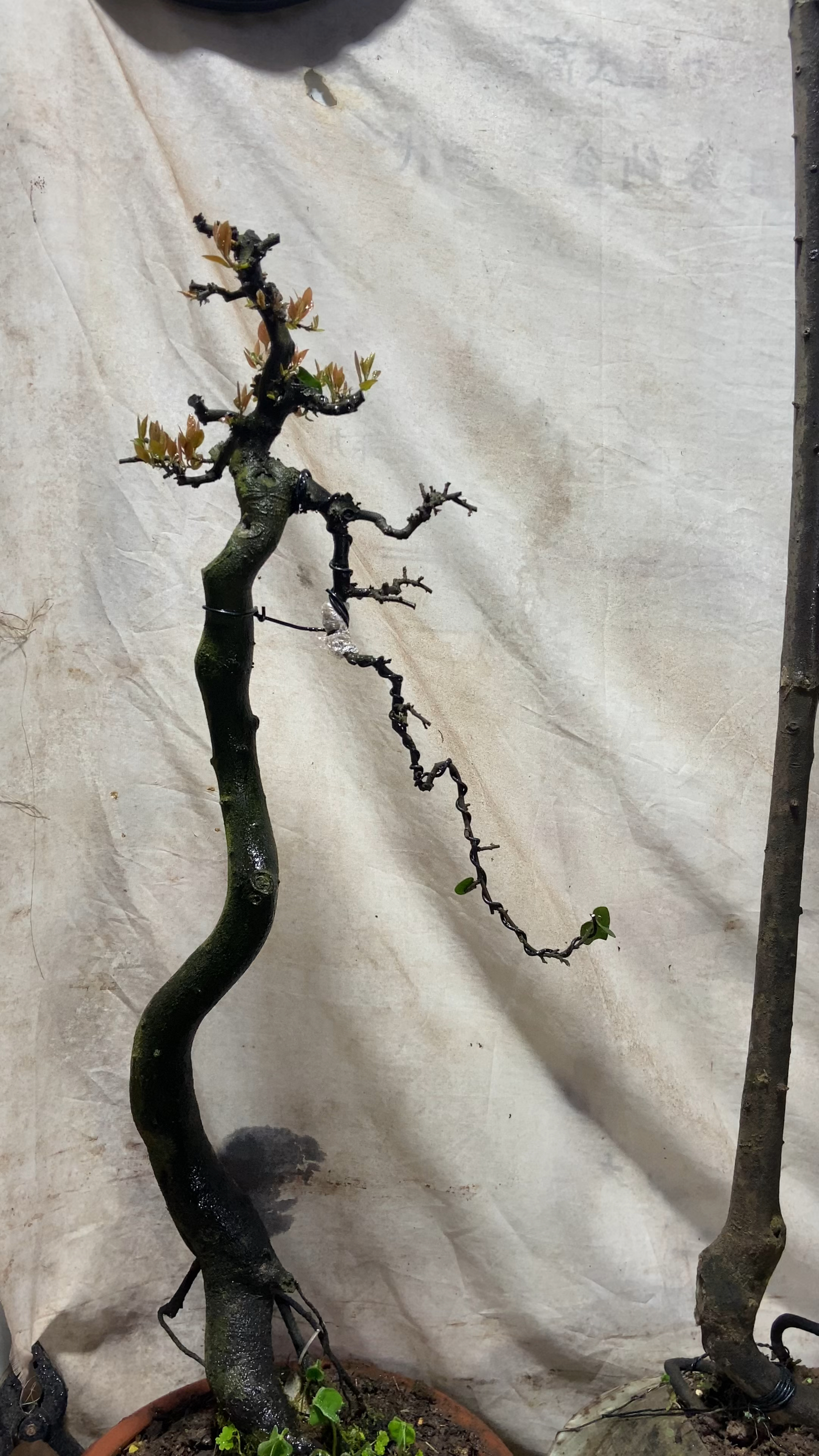 今天分享几棵金弹子老桩