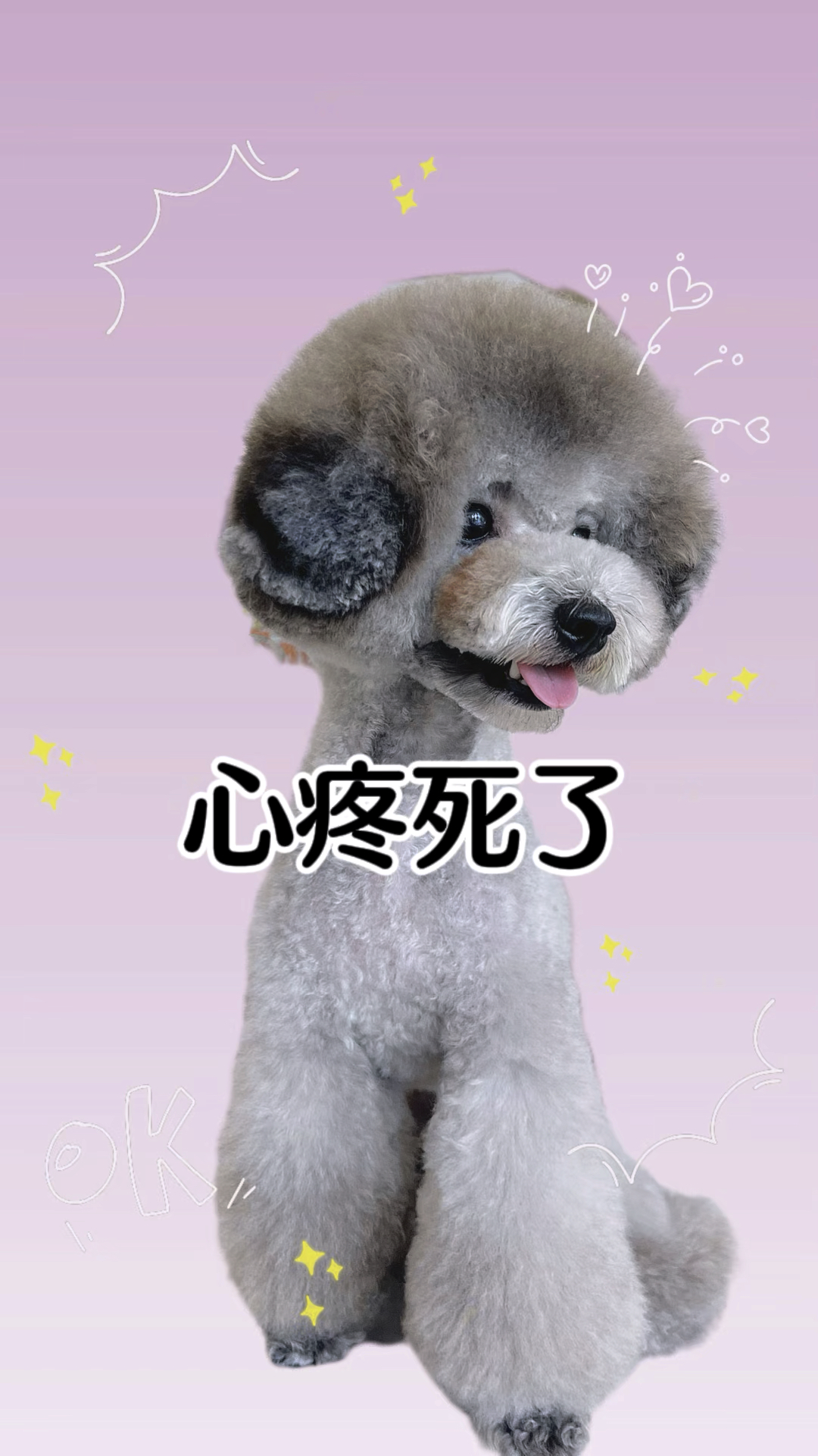 心疼死了,狗狗太可怜了.我不知道该怎么办了?