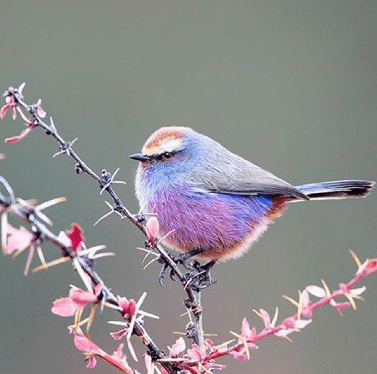 鸟# 花彩雀莺,这小鸟羽毛真漂亮