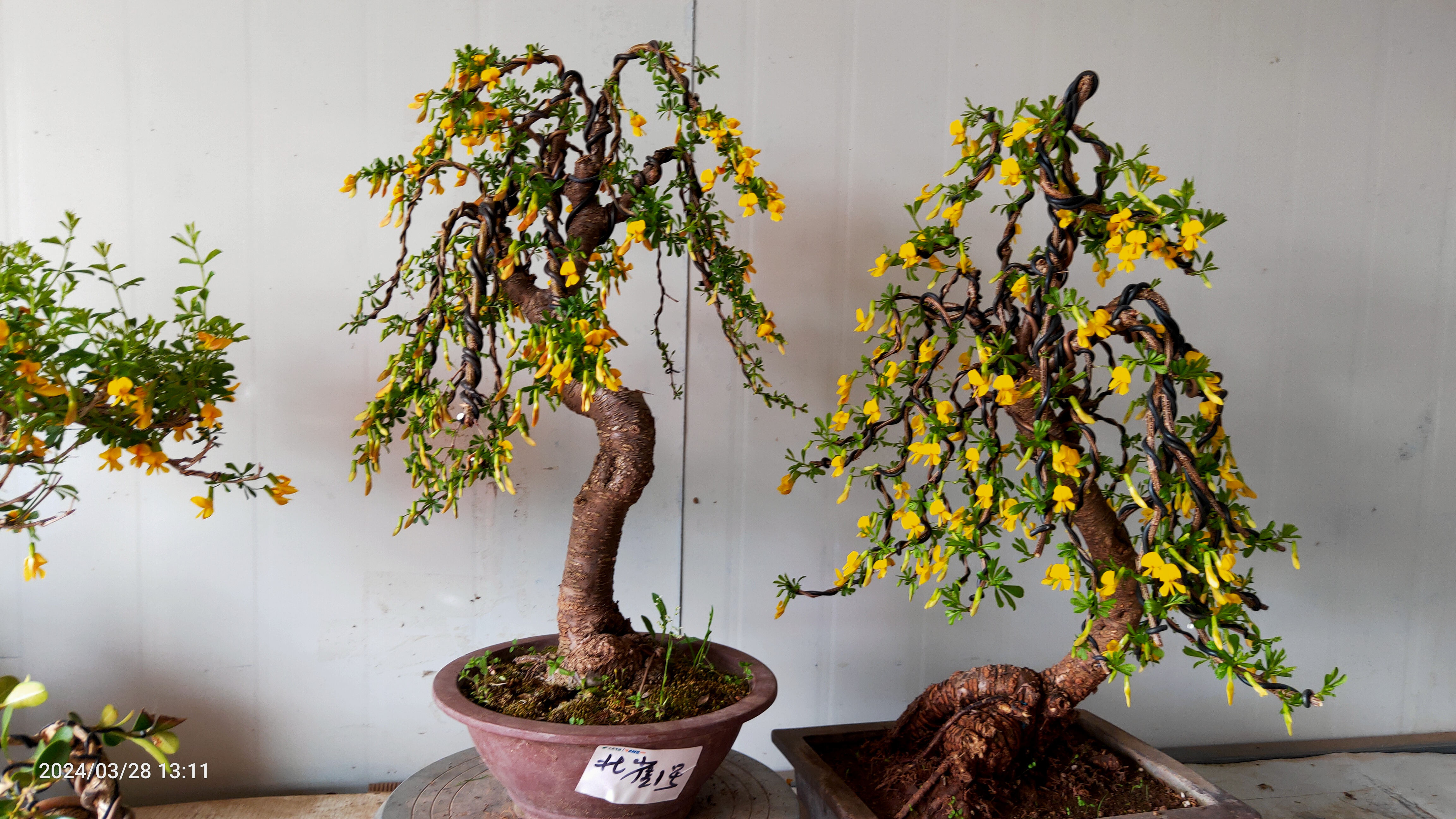 养护黄金雀盆景的注意事项