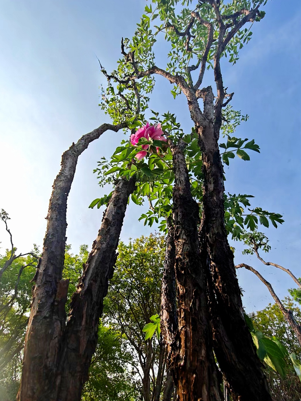 春游河南洛阳,在洛阳隋唐洛阳城九洲池景区