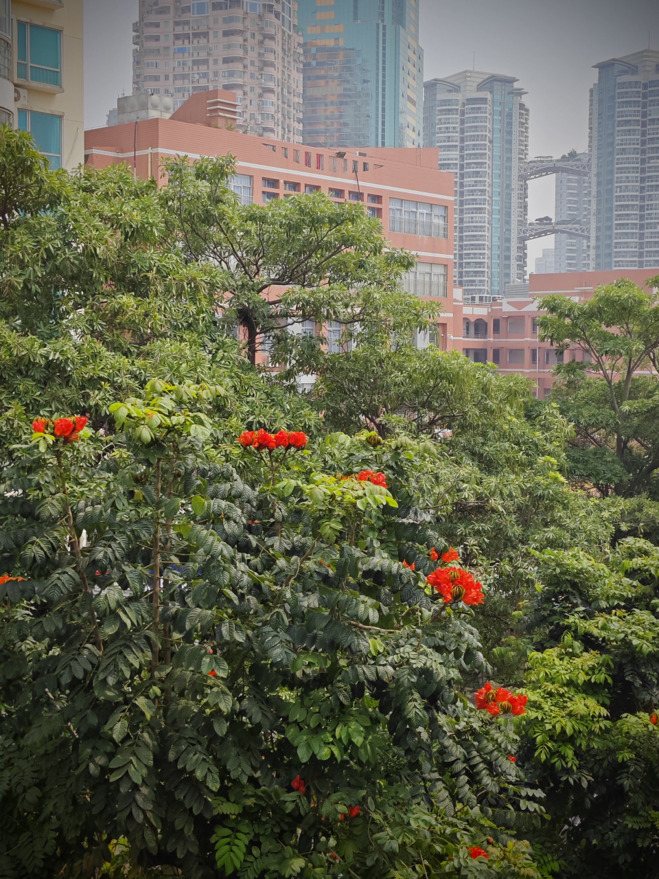 厦门市树凤凰木图片