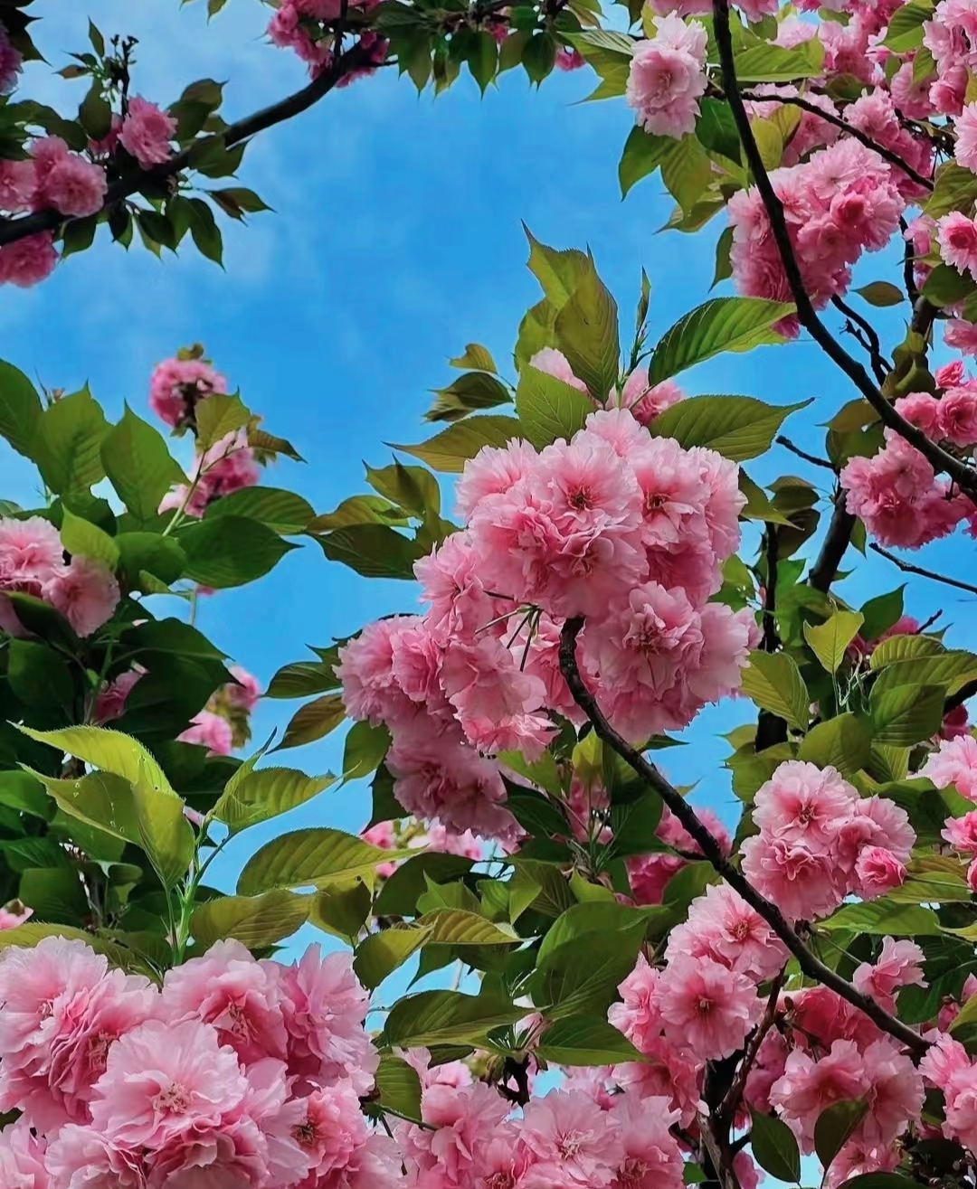 争奇斗艳 娇艳欲滴[微风]  一团团一串串美不胜收[鲜花]  春天的气息