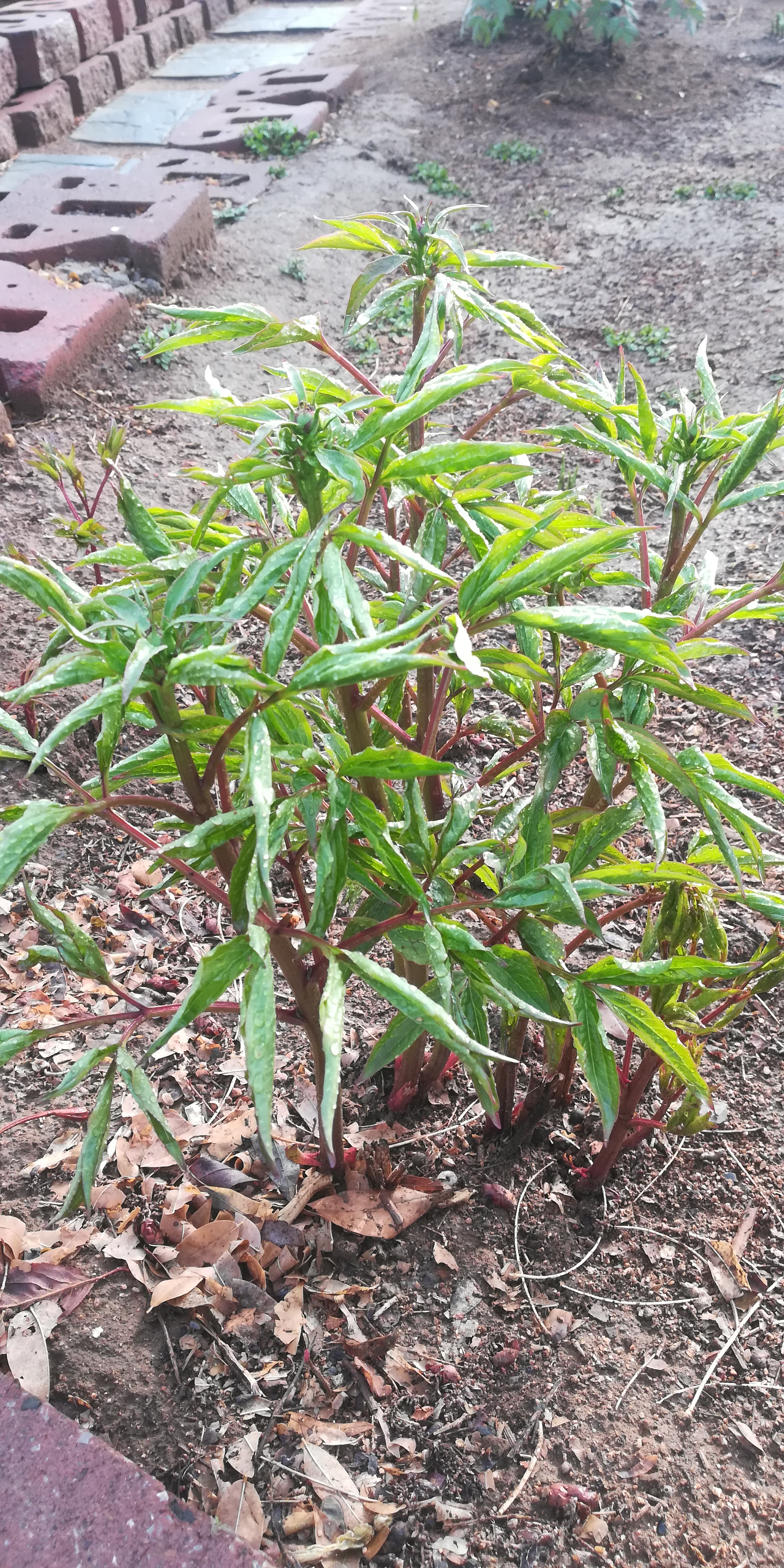 芍药生长组照0415