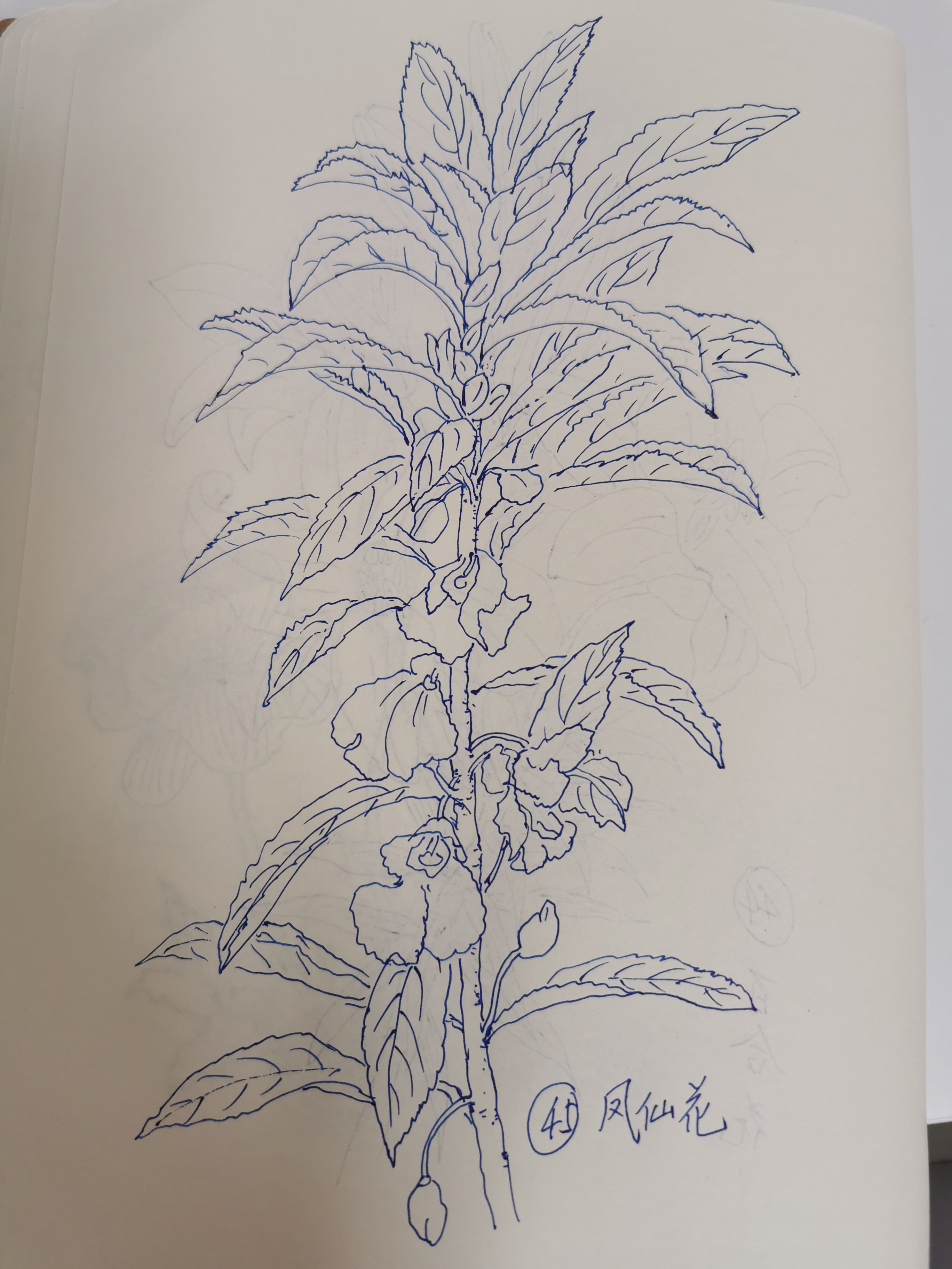 今天画第45种花,叫凤仙花. 直而向上,如有些人