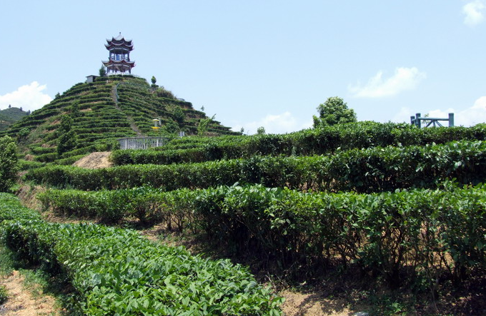 凌云县的茶山"金字塔"景区,是一处集自然美景与文化体验于一体的旅游