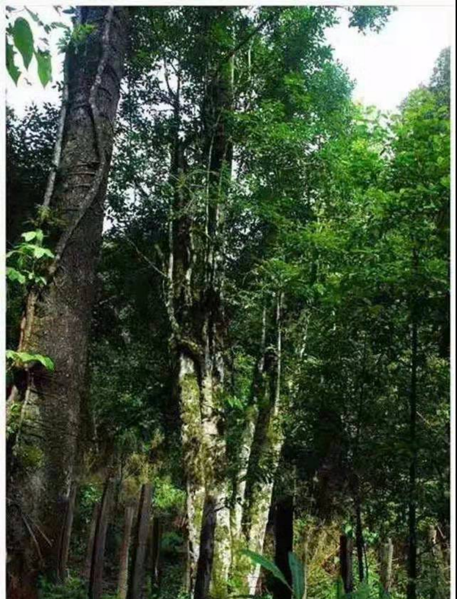 勐海茶区山头排名图片