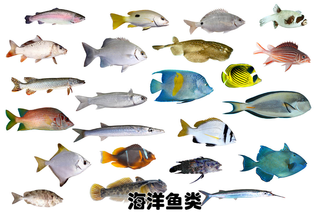 鱼有多少种类?全球鱼类大普查,它们如何遍布海角天涯?