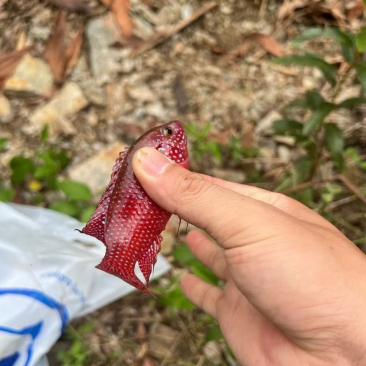 这鱼能吃吗?