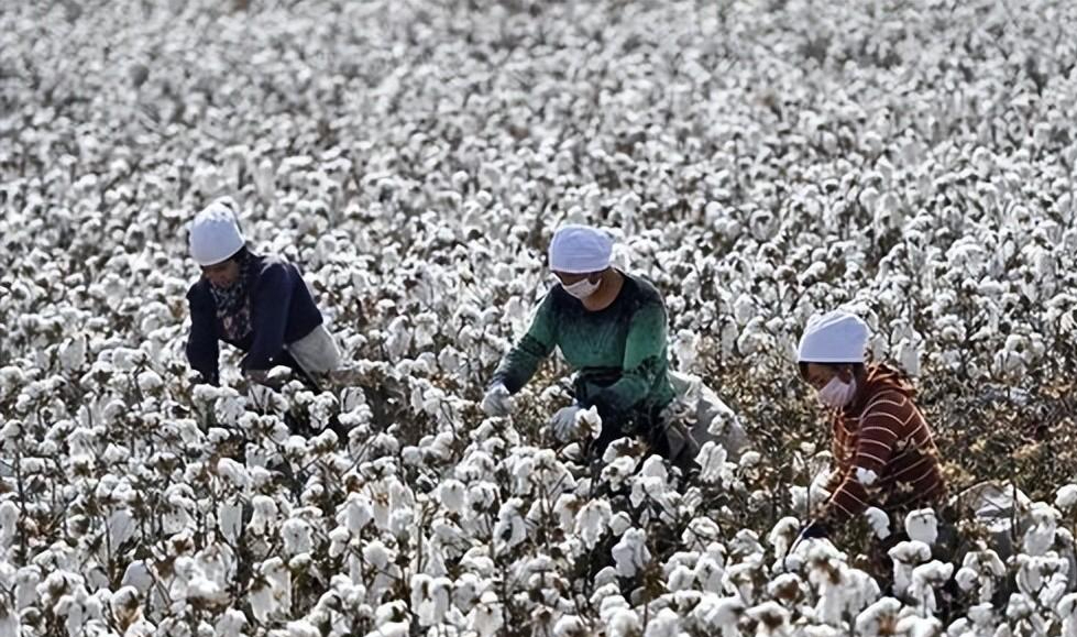 回顾吃了亏之后才知道纯棉和全棉不是一回事