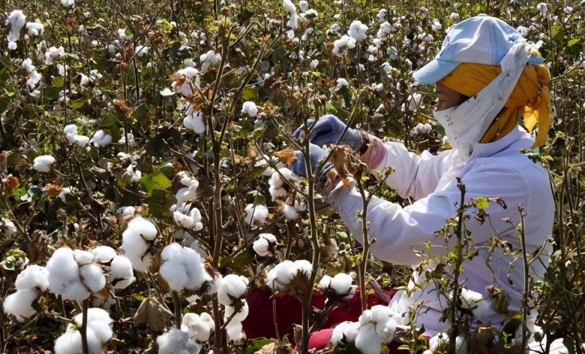 回顾吃了亏之后才知道纯棉和全棉不是一回事