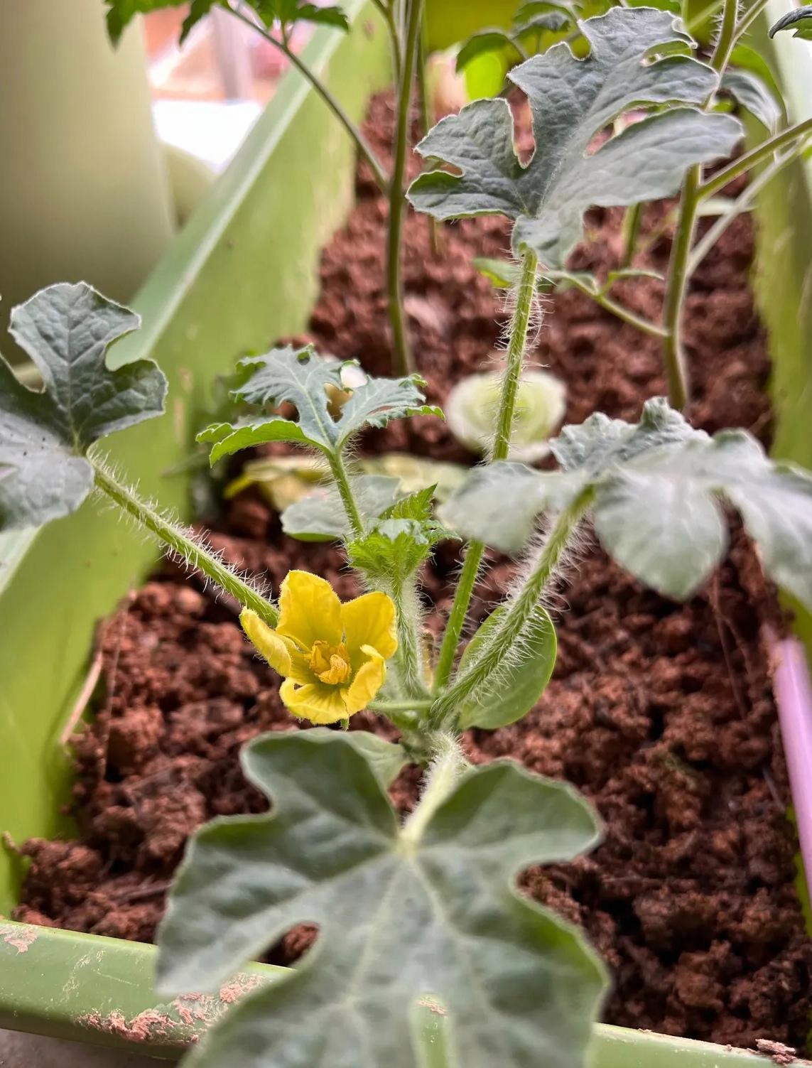 自己种的西瓜苗开花了,看着很小一棵,这真能结出西瓜吗,我这样种的对