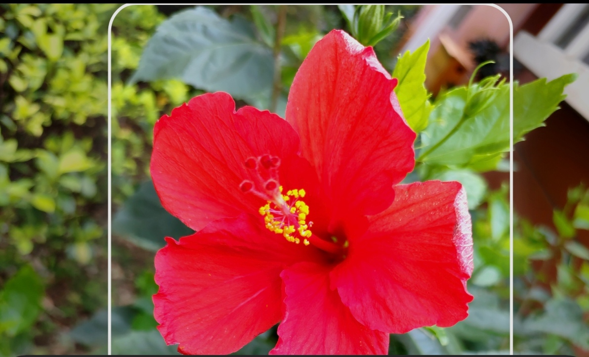 十分谦虚低调的朱槿花