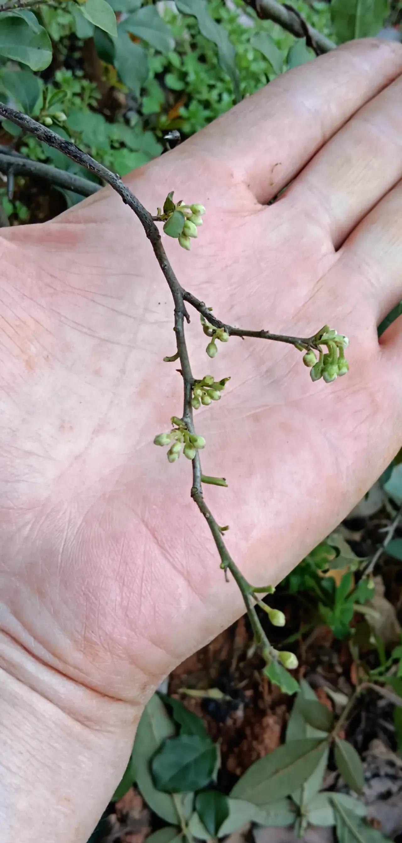 近几年购了几十棵金弹子,部分今年开始开花了,看来看去全是公的,几十