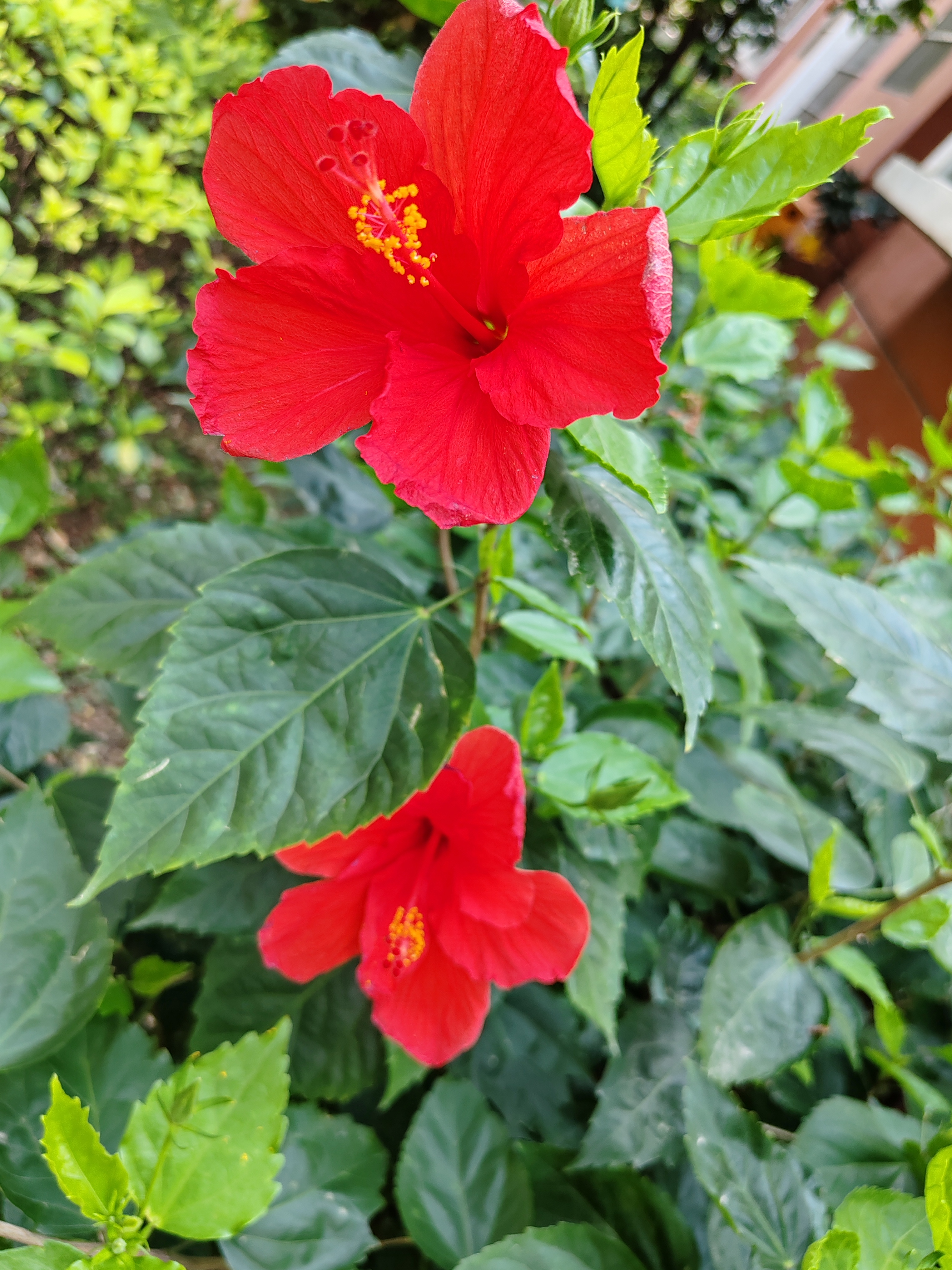 十分谦虚低调的朱槿花