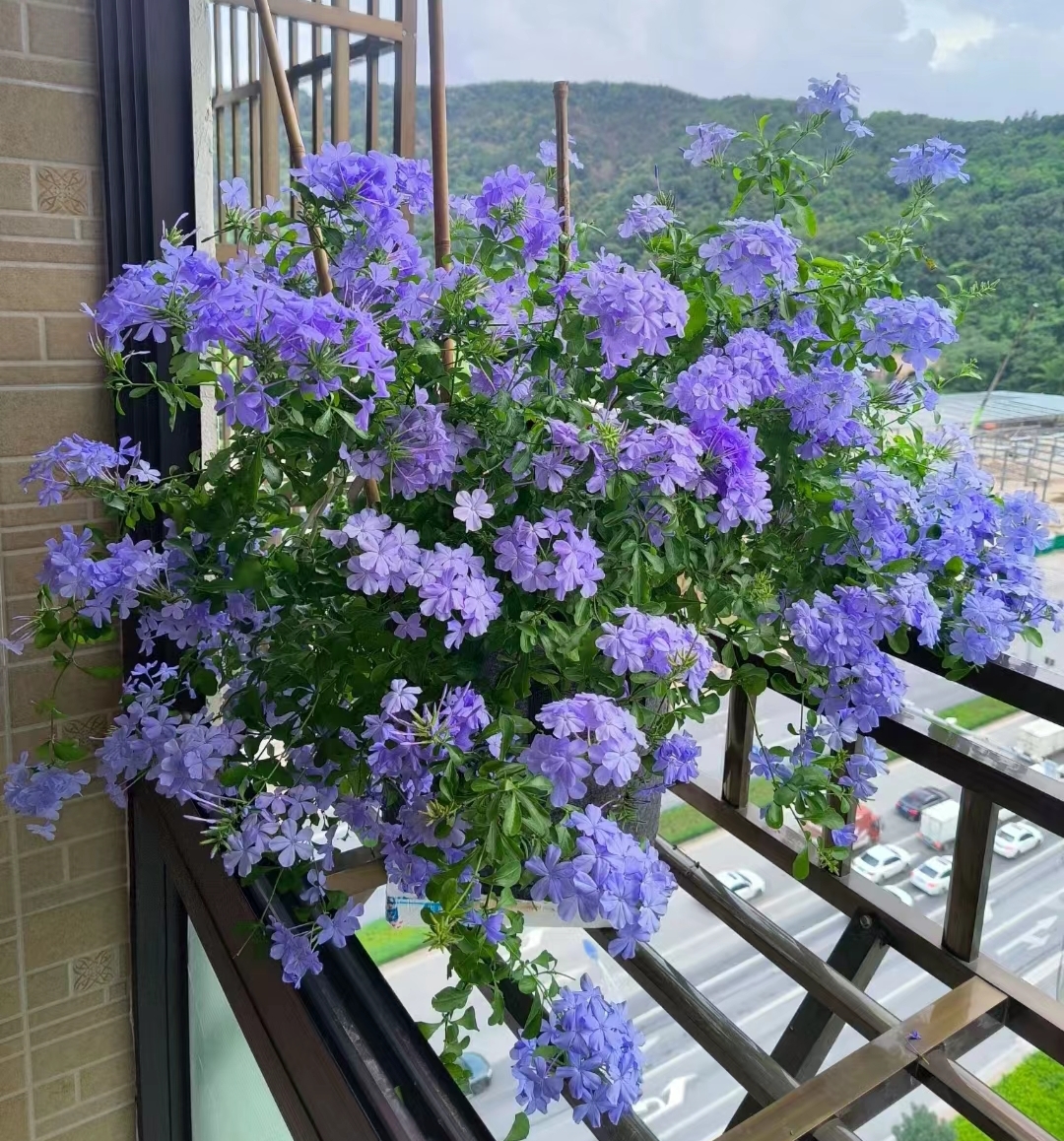 广东48岁大叔把蓝雪花养成老桩盆景走红,网友:一看就是稀有贵货