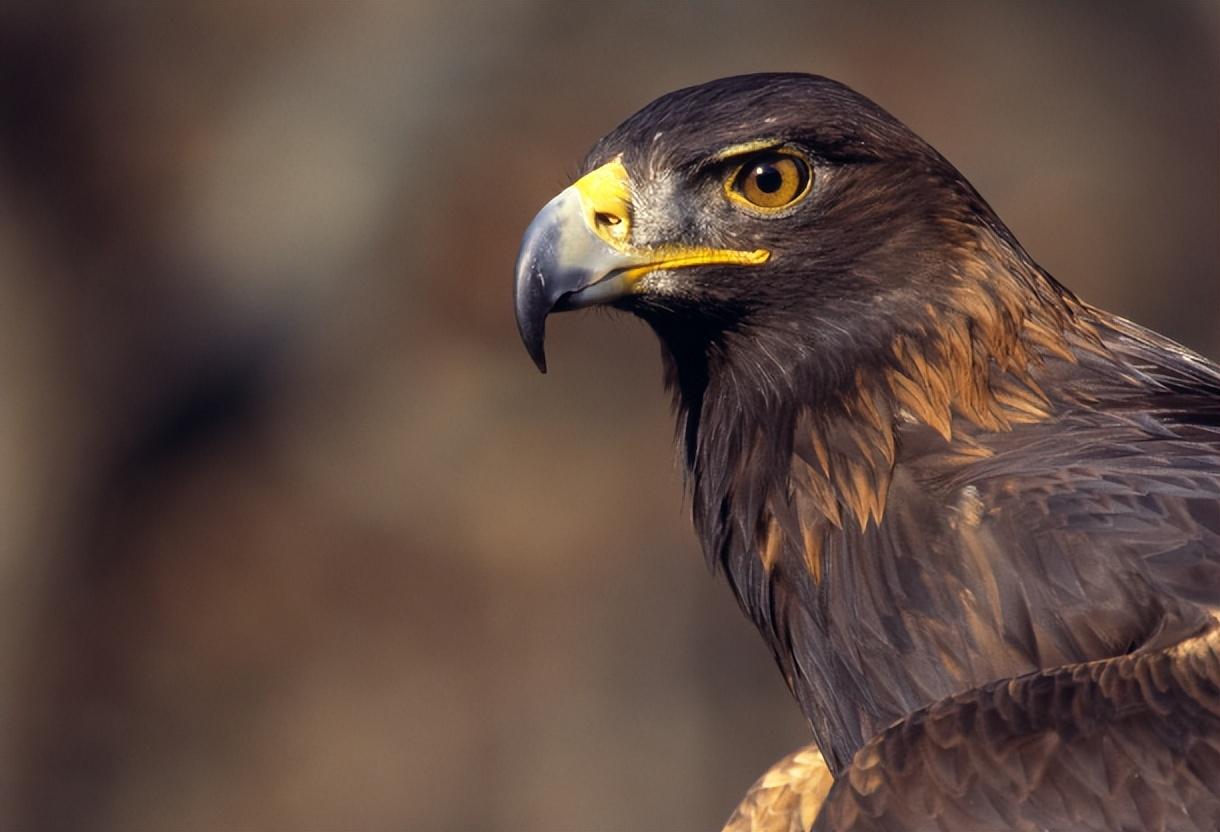 回顾男子将金雕当家人2年后女儿被同学打脸金雕将打人者抓伤