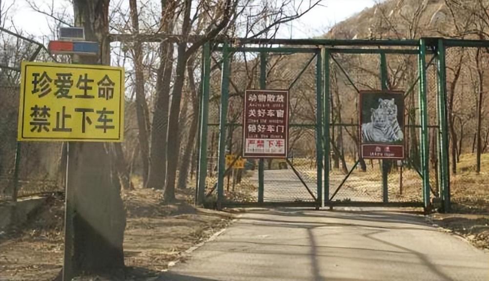 2016年八达岭老虎咬人案虎口逃生女子索赔155万最后怎样了