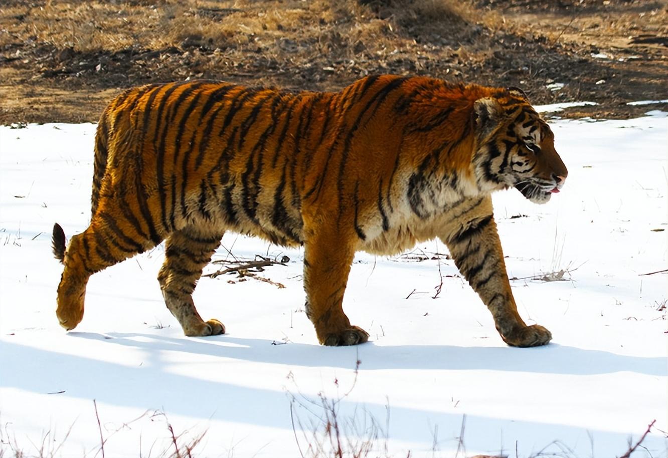 回顾老人收养东北虎幼崽3年后遭施工队强行拆房东北虎相助