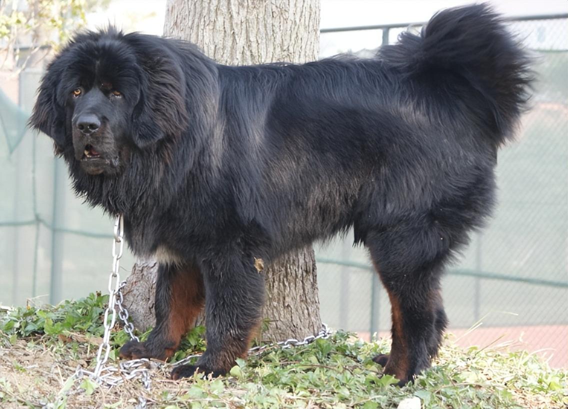 回顾村民救受伤藏獒2年后村子遭狼群袭击藏獒率众犬大战狼群