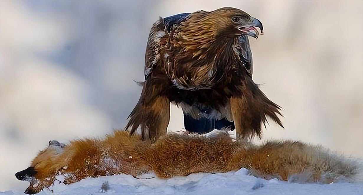 回顾牧民救金雕幼雏3年后孩子遭野狼袭击金雕赶来救下孩子