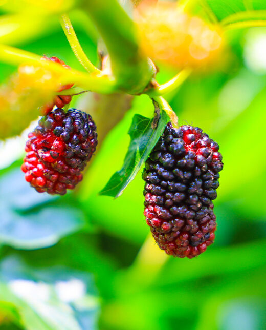 最美人间四月天 采摘"桑泡儿"正当时