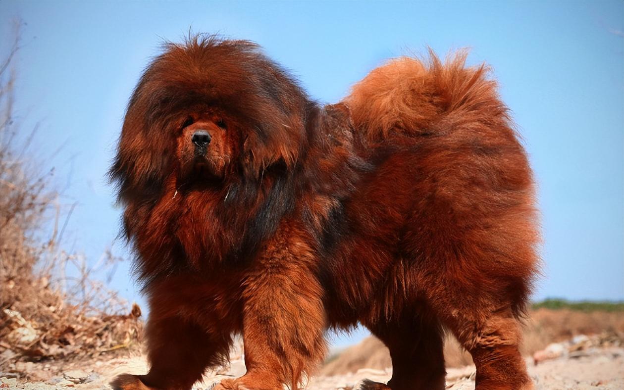 只见江汉双手为枕躺在草原上欣赏着蓝天中慢慢移动的白云,耳边不断