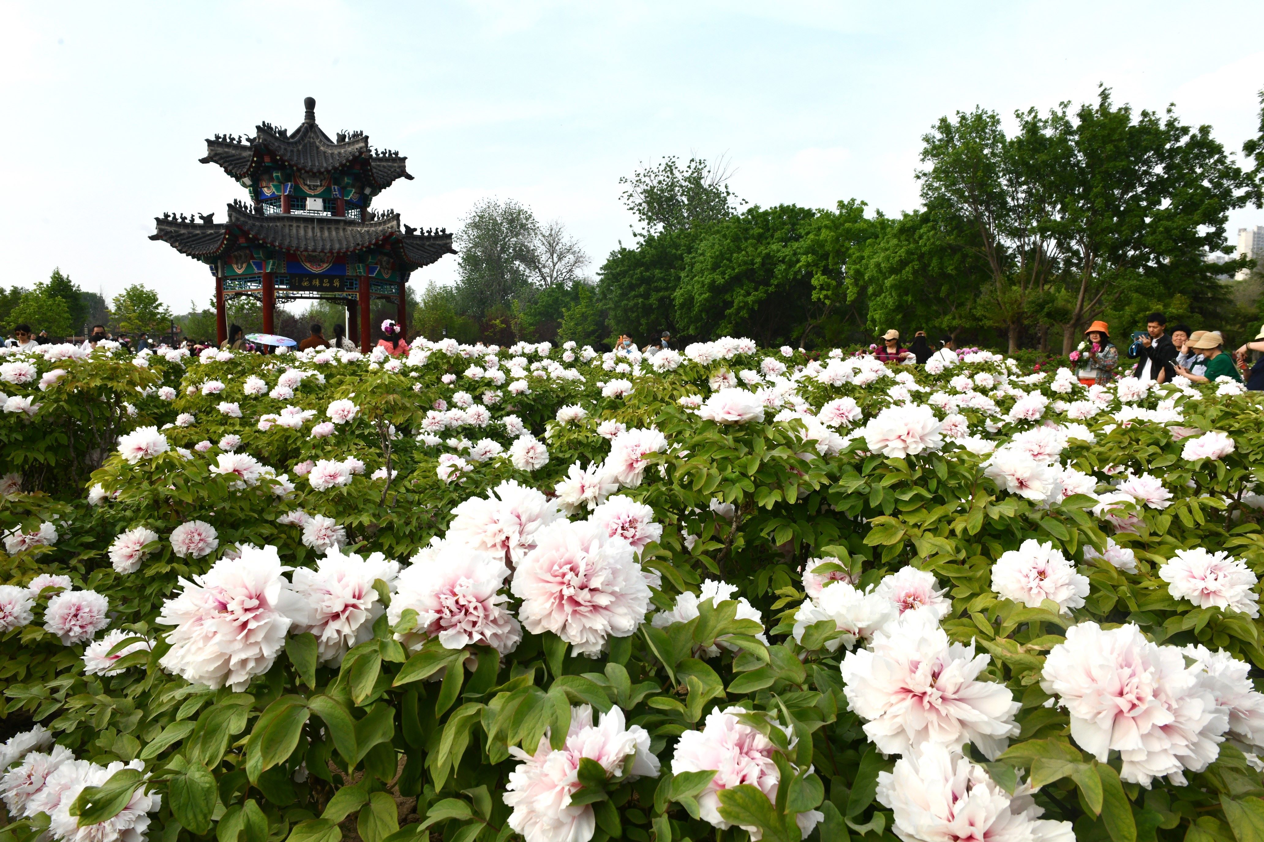 临沂牡丹基地图片