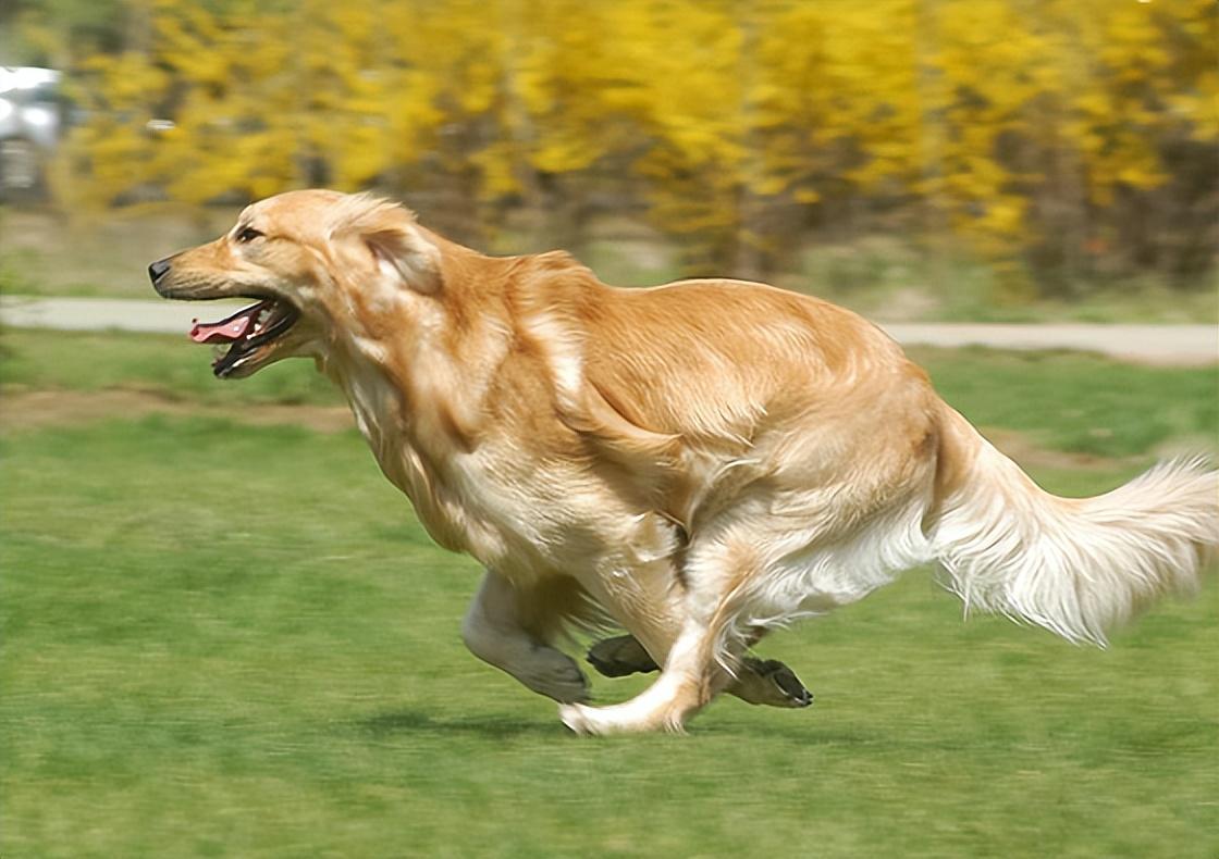 回顾男子救生病金毛1年后儿子遭恶犬袭击金毛护主将恶犬咬死