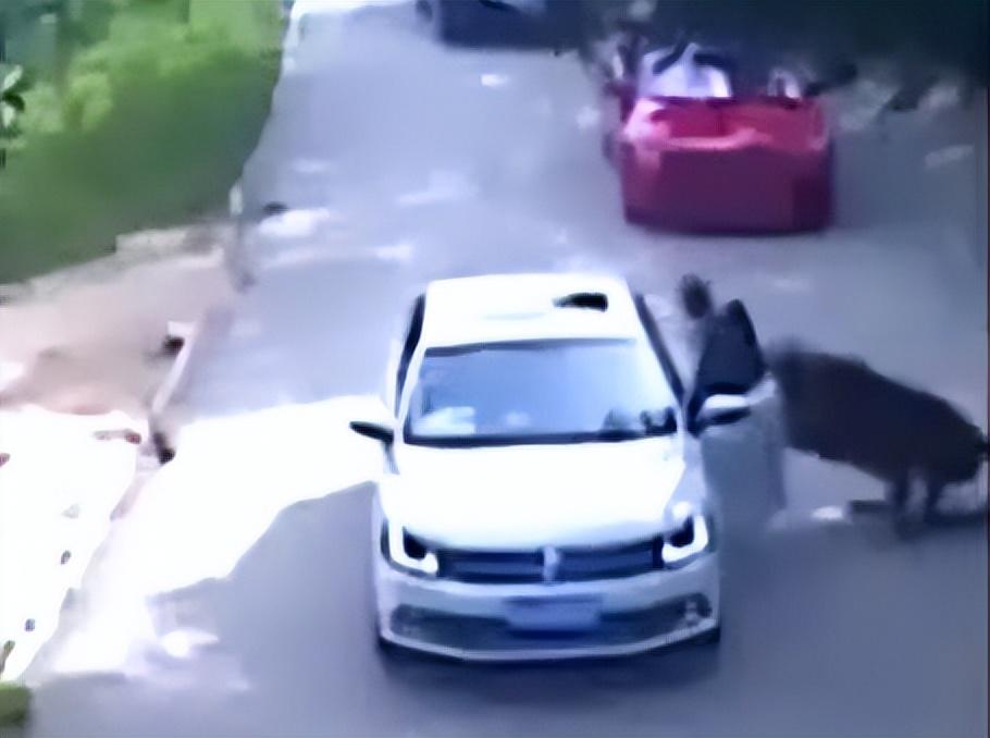 2016年八达岭老虎咬人案虎口逃生女子索赔155万最后怎样了