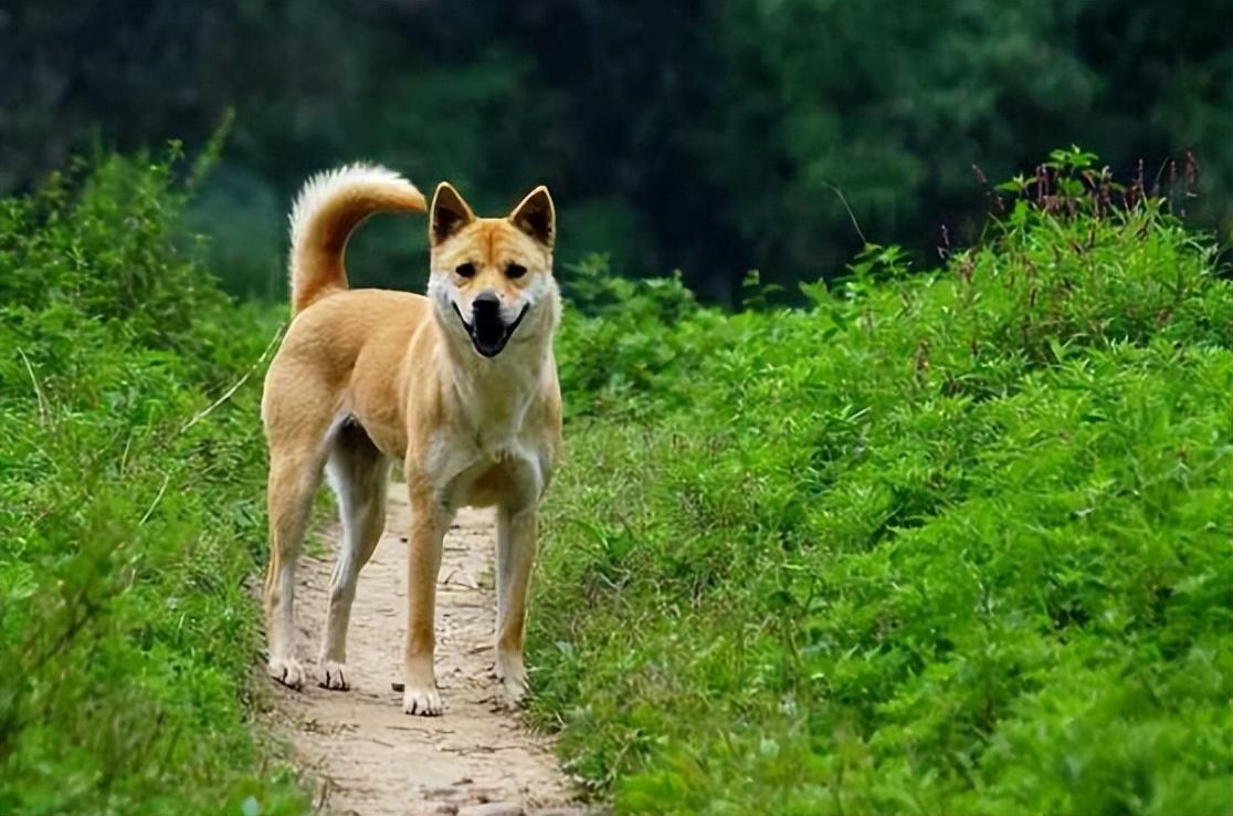 回顾男子收养中华田园犬儿子遇到人贩田园犬赶到咬伤人贩子