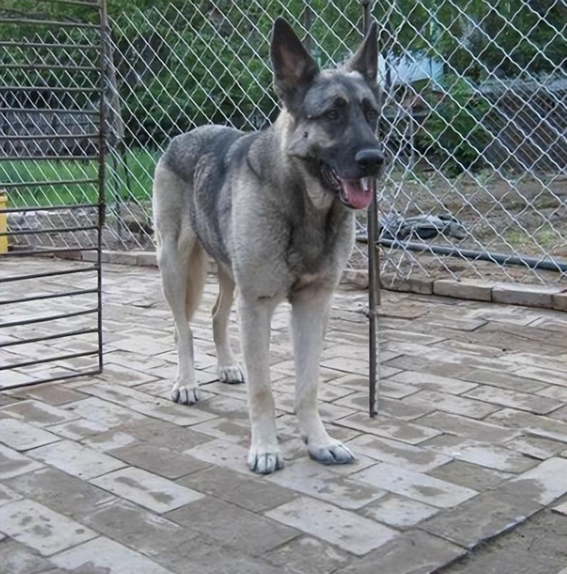 回顾男子收养狼青犬2年后野外遭野狼袭击狼青犬赶来大战野狼