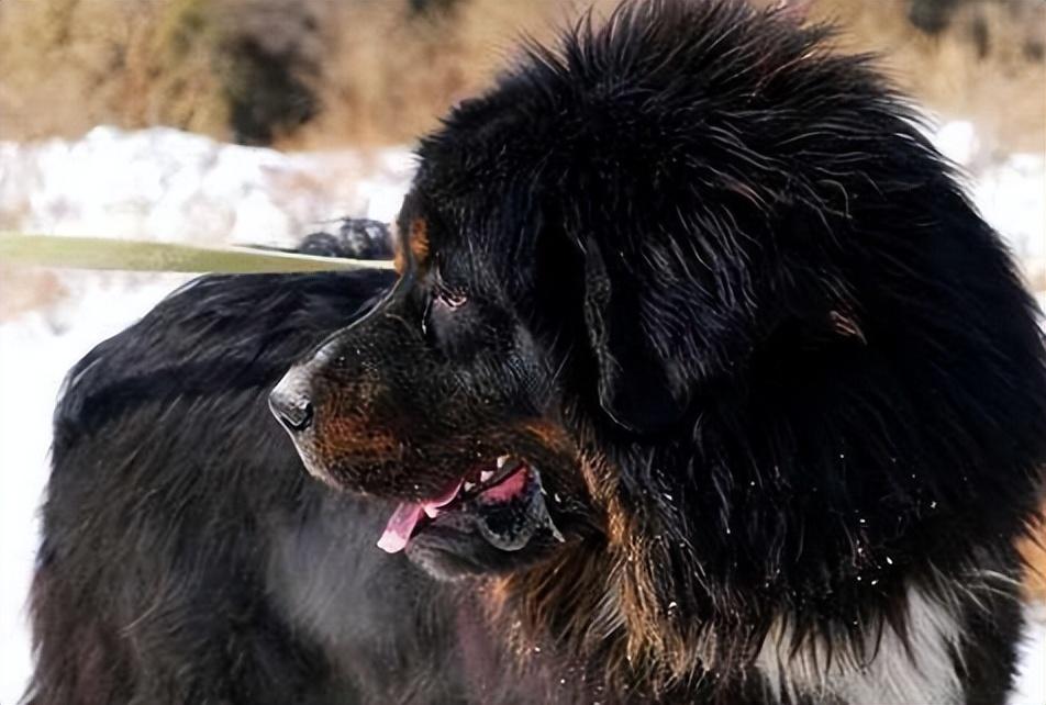 回顾男子养藏獒幼犬2年后妻子遭醉汉欺负藏獒护主将其咬伤