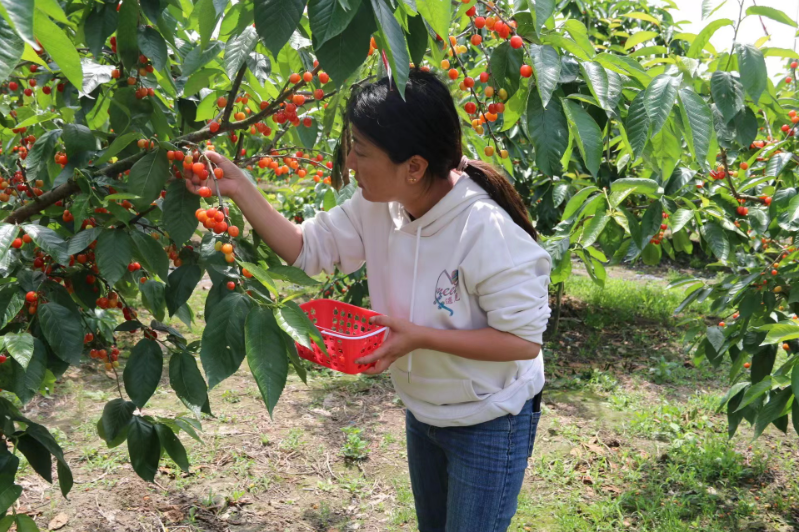 乐山潘家园摘樱桃图片