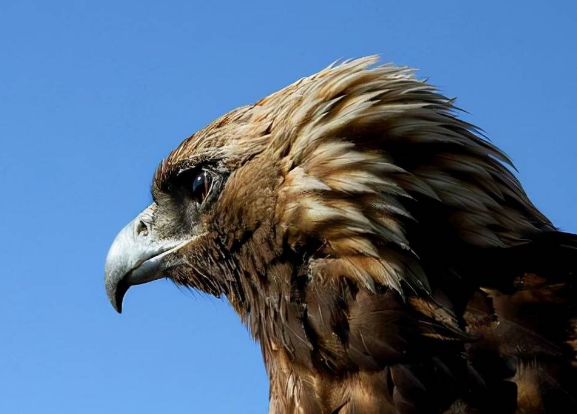 回顾牧民救金雕幼雏3年后孩子遭野狼袭击金雕赶来救下孩子