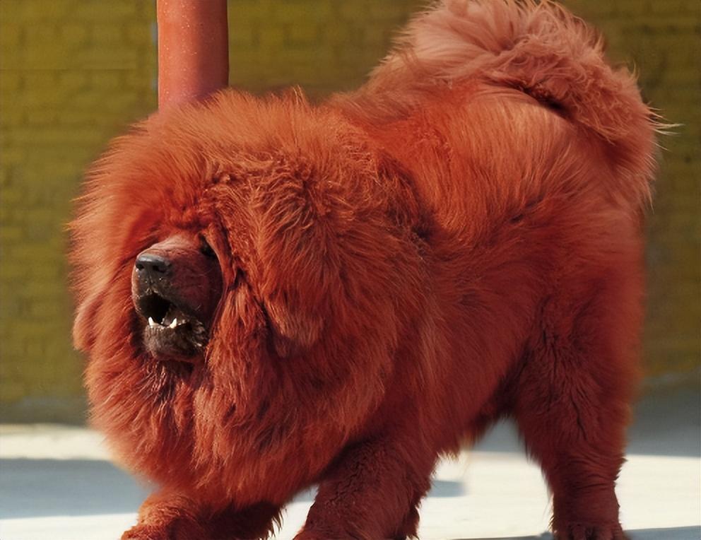 回顾牧民救下野獒2年后儿子被狼群攻击野獒群赶来相救