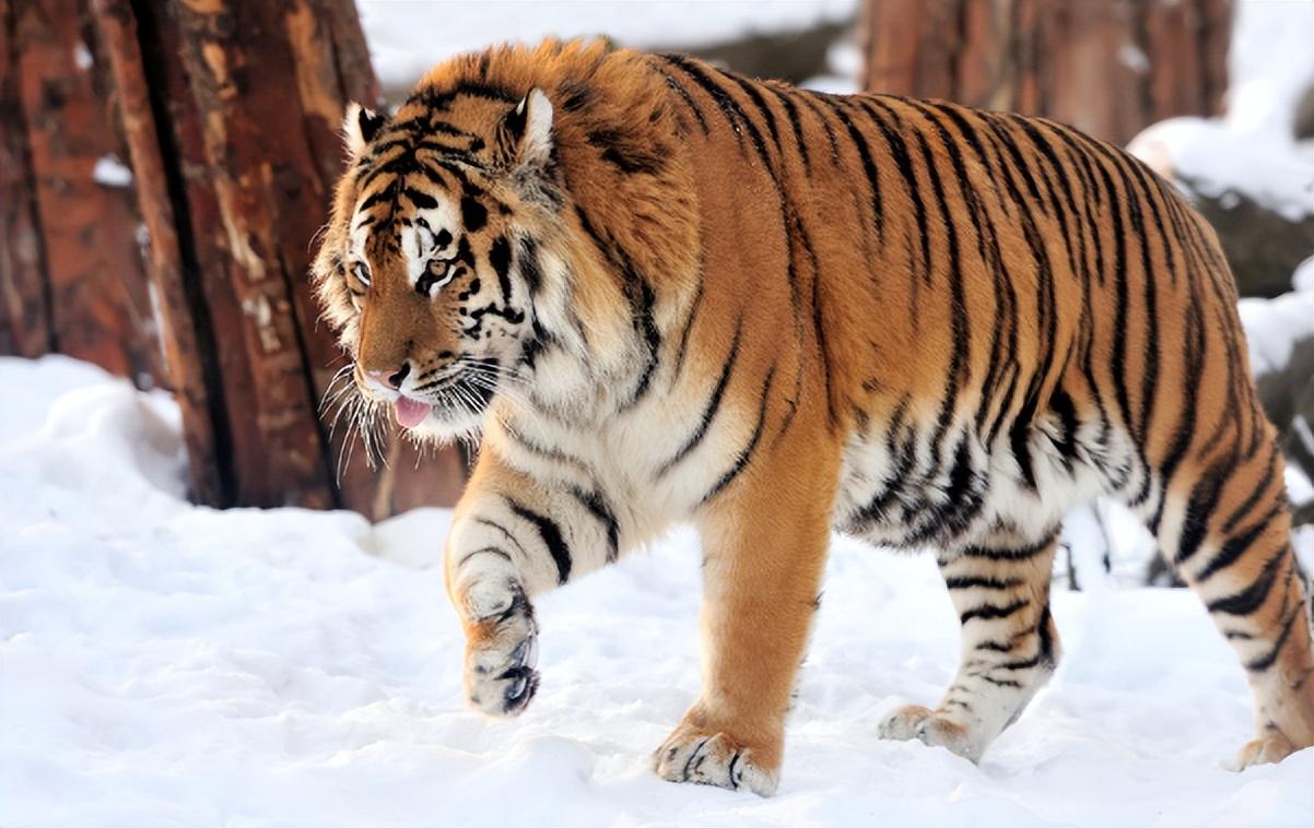 回顾老人收养东北虎幼崽3年后遭施工队强行拆房东北虎相助