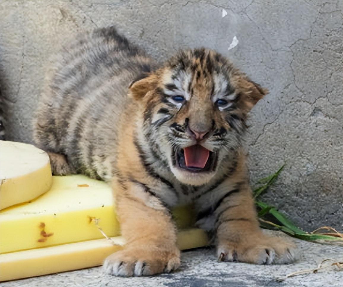 回顾:老人收养东北虎幼崽,3年后遭施工队强行拆房,东北虎相助