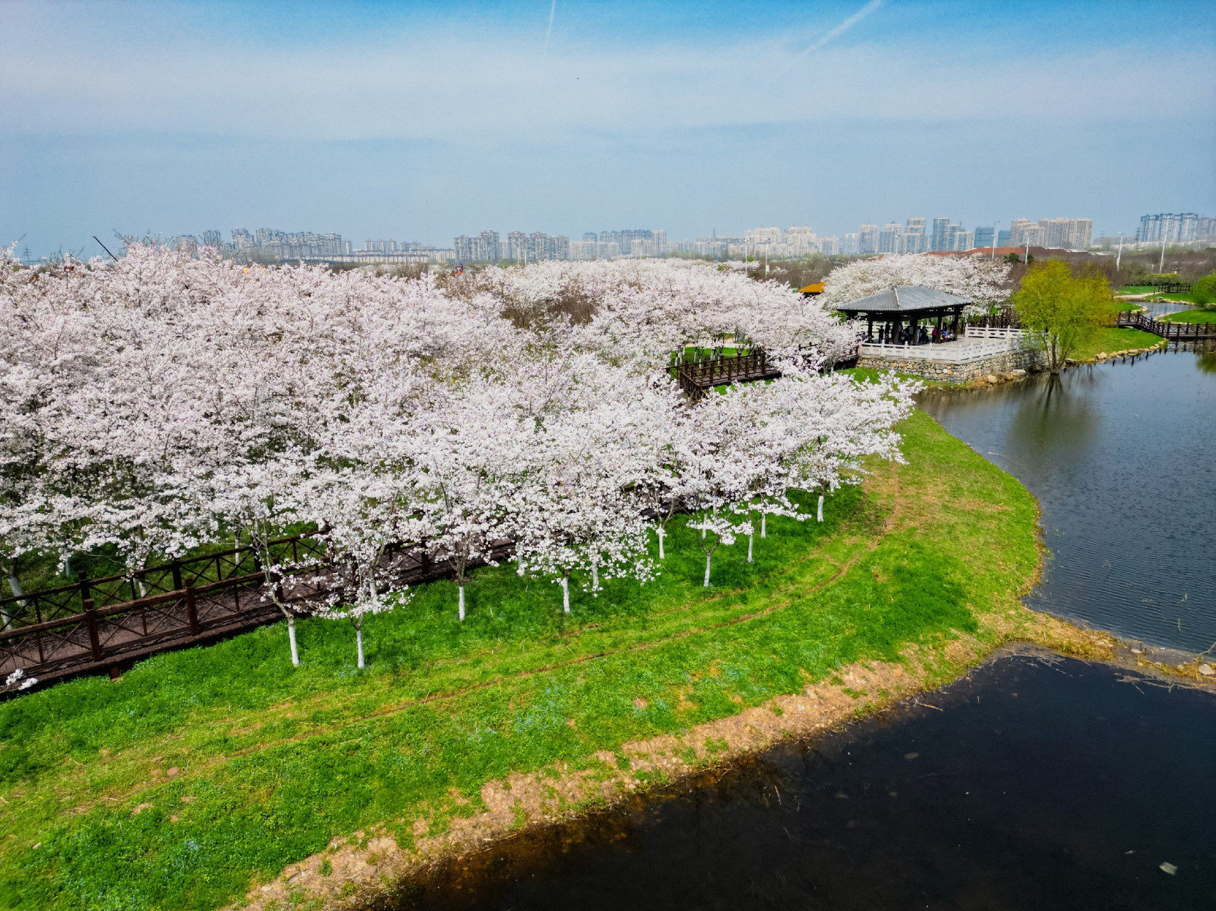 谷阳城遗址公园樱花园图片