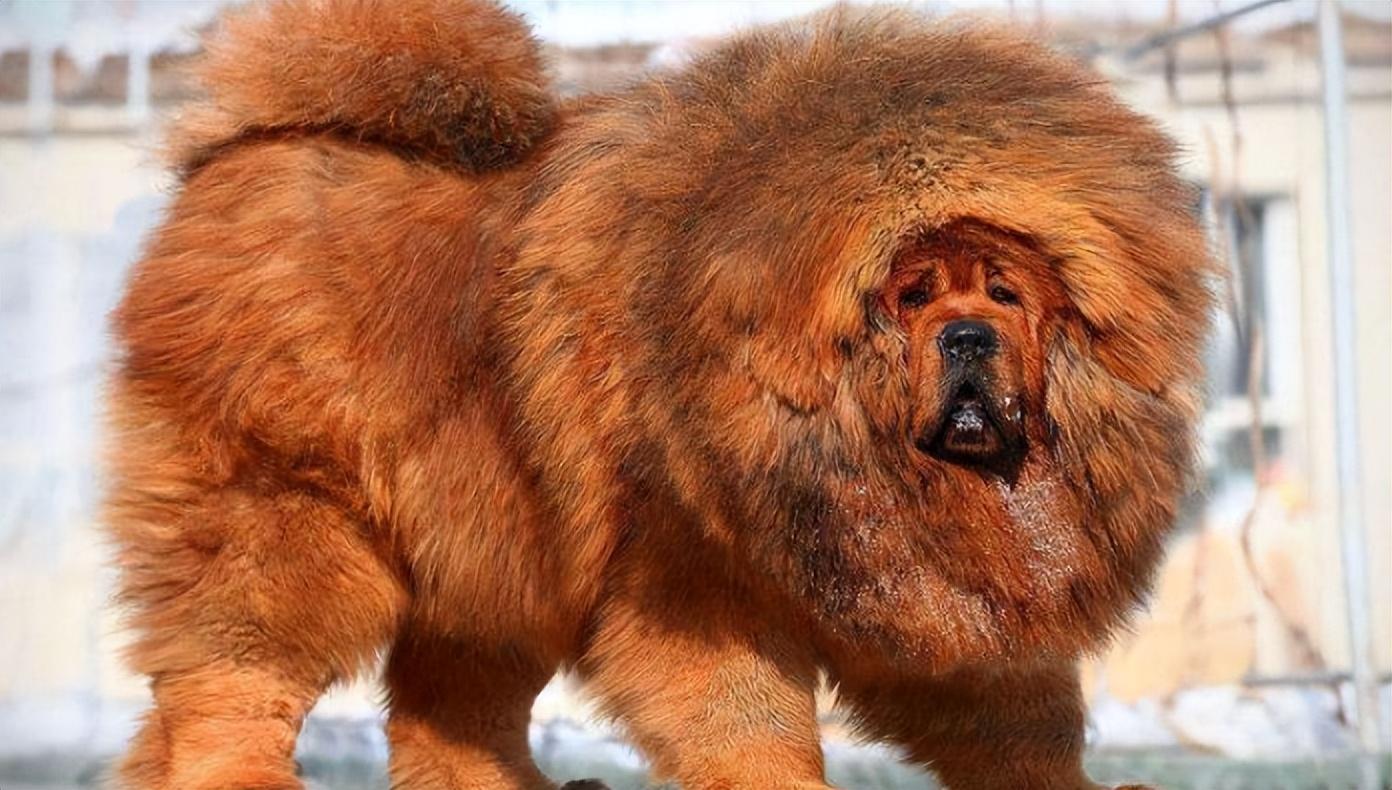 江汉闻言又看了一眼,发现那条狗趴在地上一动不动,似乎受伤了,他犹豫