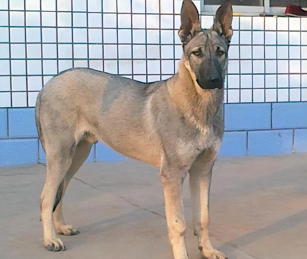 回顾男子收养狼青犬2年后野外遭野狼袭击狼青犬赶来大战野狼