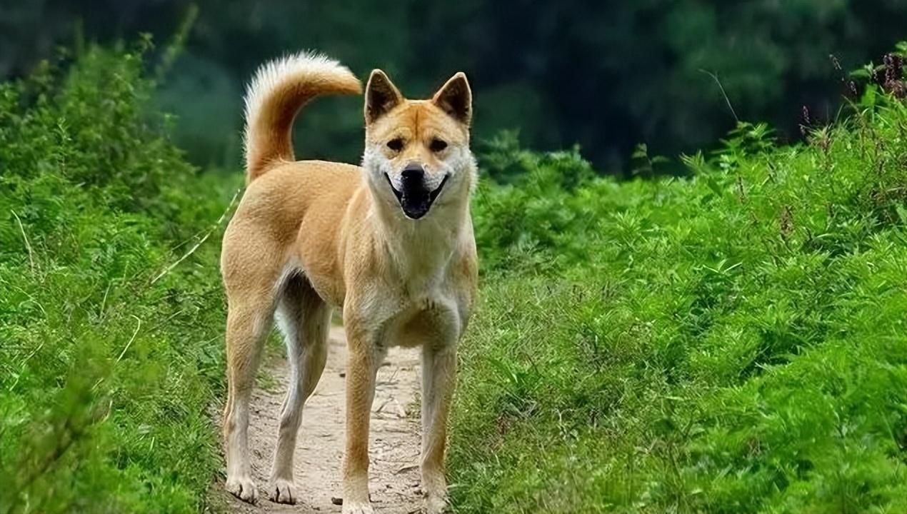 江浙田园犬图片