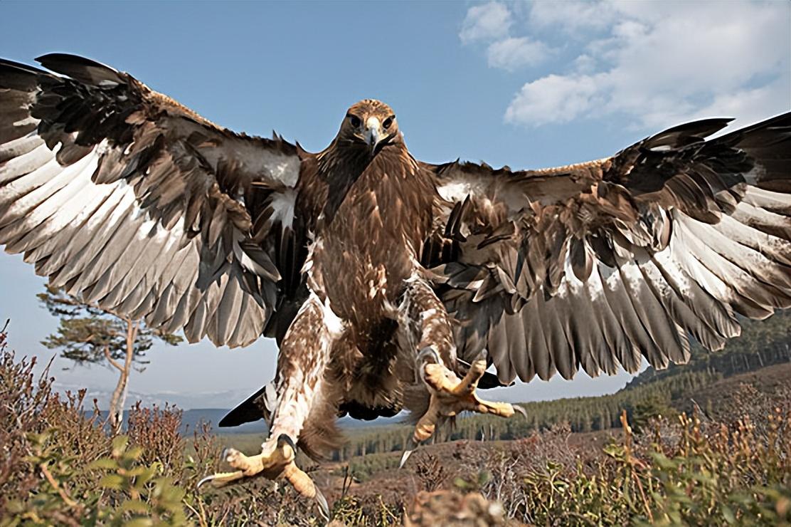 回顾:男子救金雕幼雏,1年后孩子遭同学欺负,金雕帮其找回公道