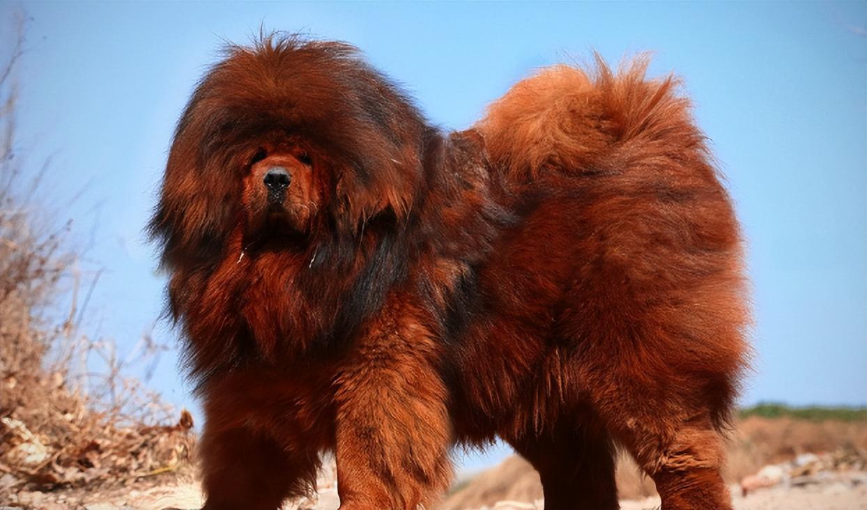 回顾男子养藏獒幼犬2年后妻子遭醉汉欺负藏獒护主将其咬伤