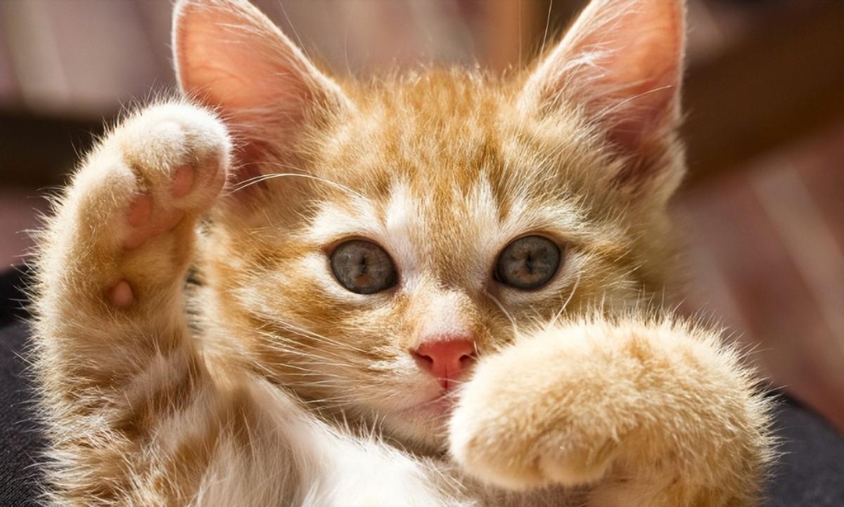 回顾:男孩将猫咪当家人,3年后男孩遭继母欺负,猫咪护主将其咬伤