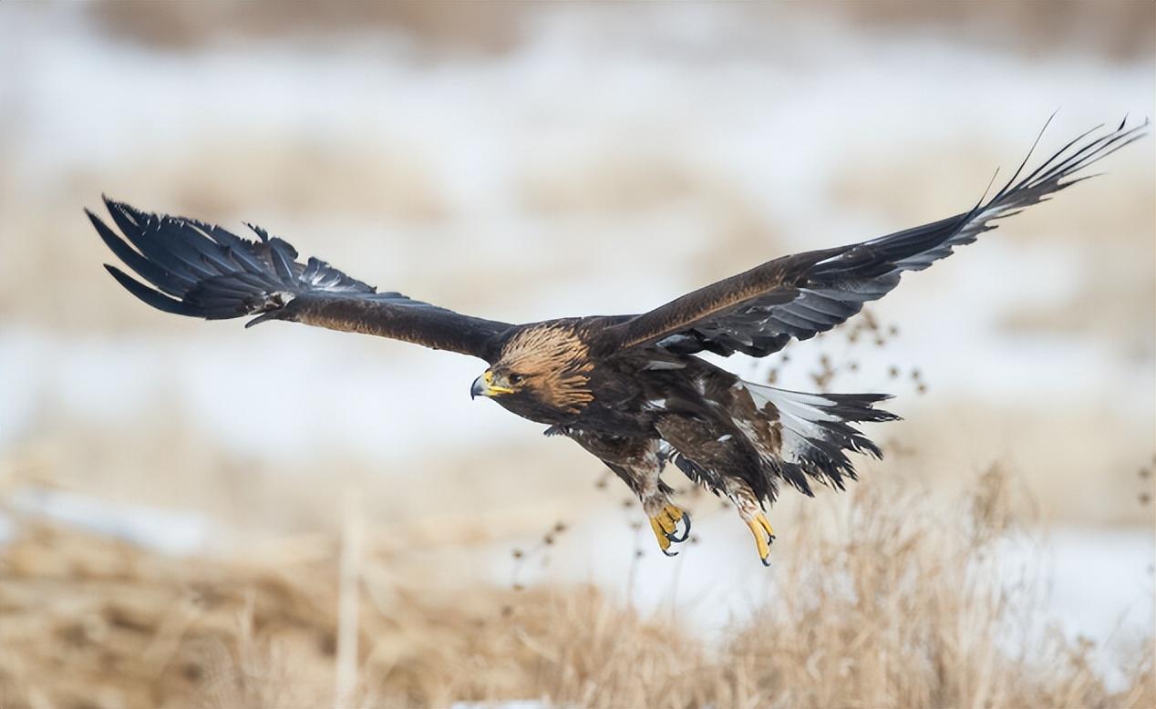 回顾男子救金雕幼雏1年后孩子遭同学欺负金雕帮其找回公道