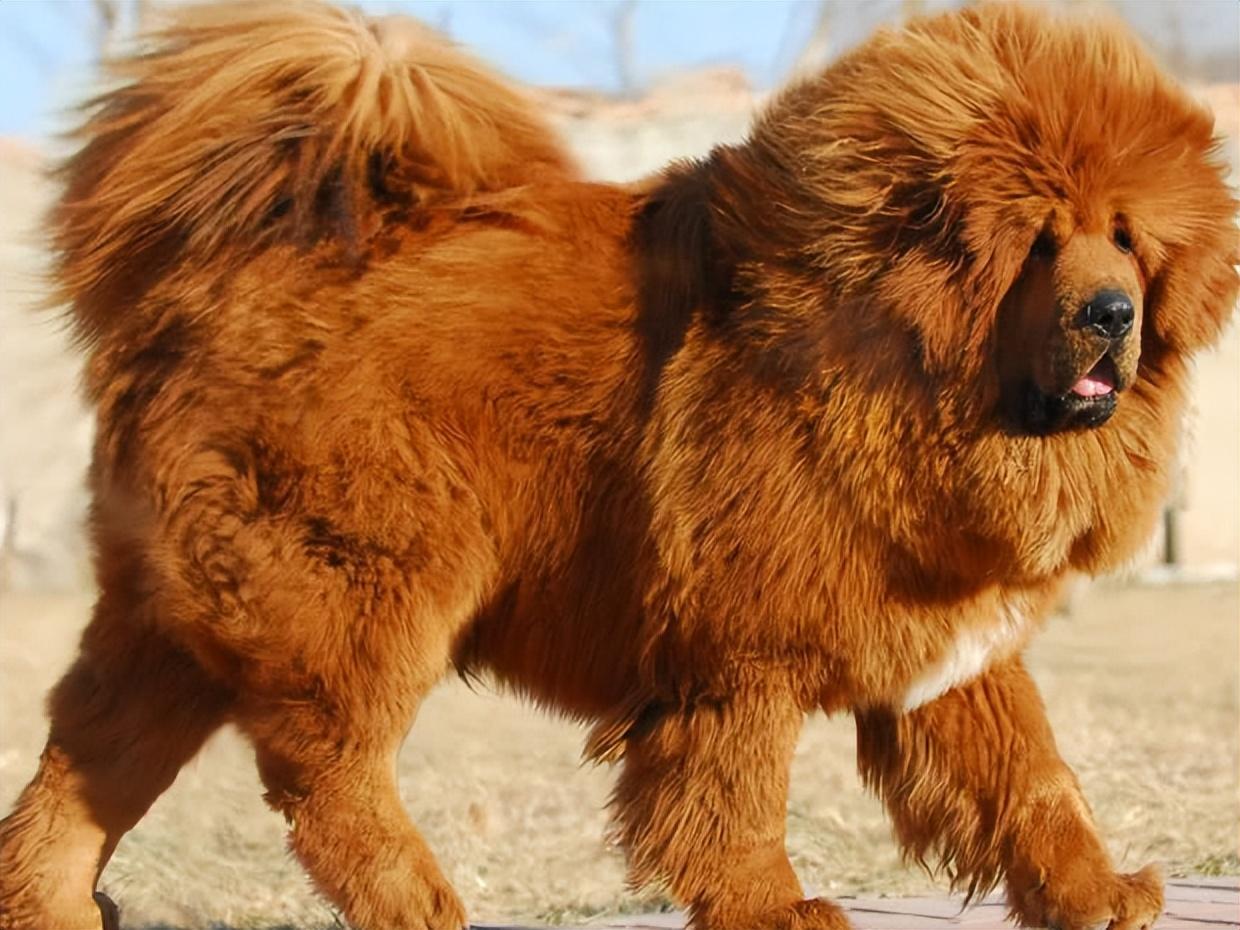 回顾 男子养藏獒幼犬