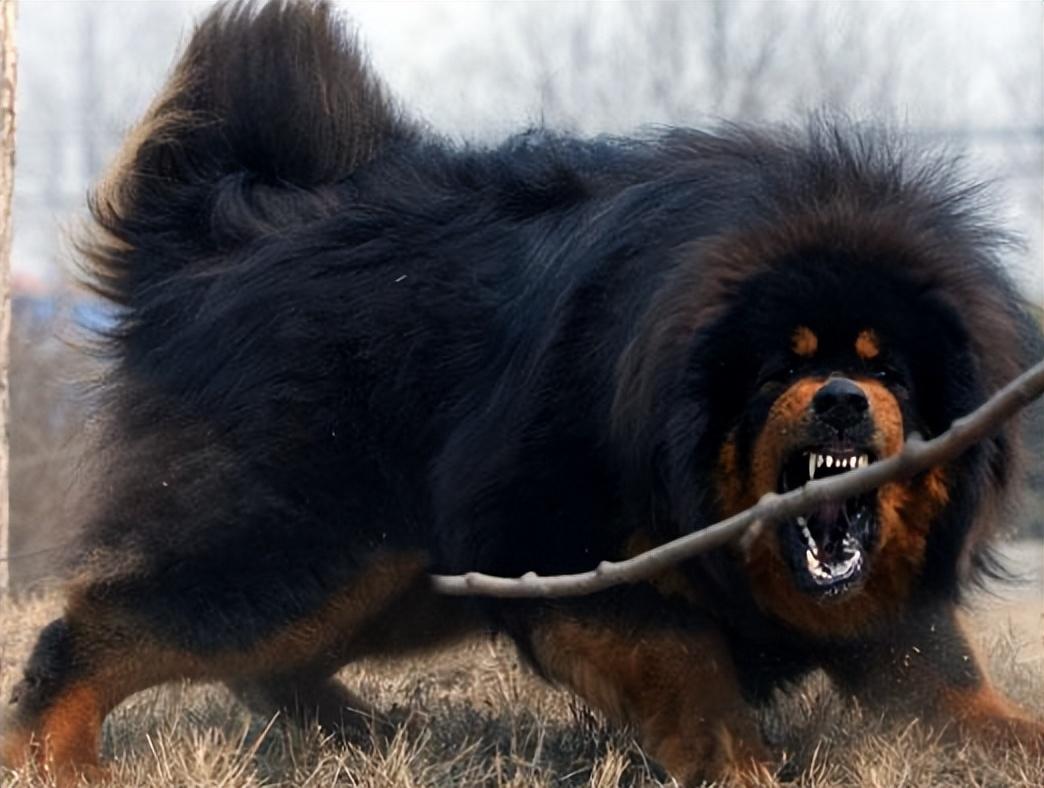 2013年夏,青海大草原上,一名五岁左右的小男孩玩耍,在他的身后还跟着